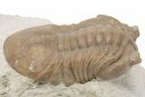 D Asaphus Plautini Trilobite Fossil - Russia #200416-2